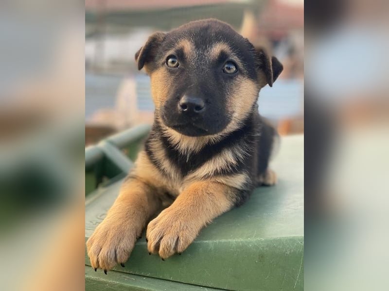 Heidi, geb. ca. 12/2025, lebt in GRIECHENLAND, auf einer privaten Pflegestelle