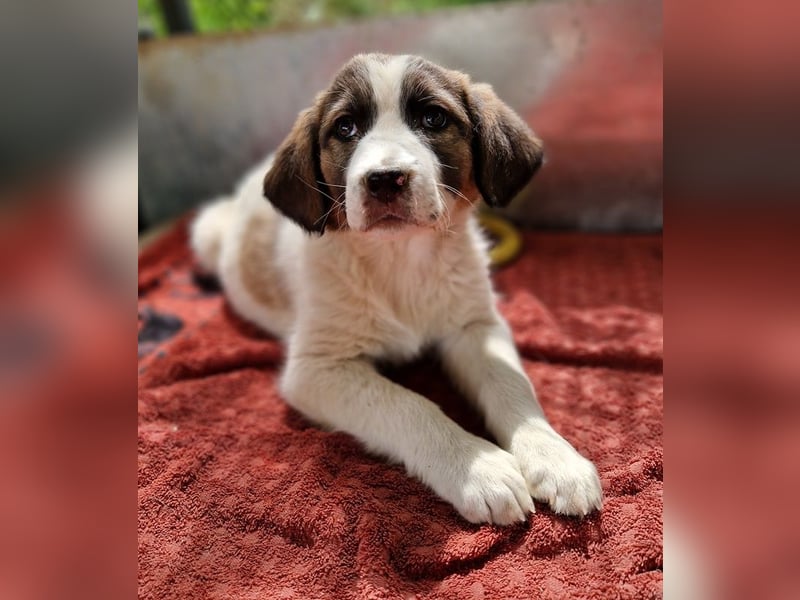 Willa, geb. ca. 01/2024, lebt in GRIECHENLAND, auf einer privaten Pflegestelle