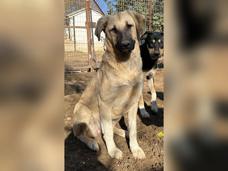 Bangladesh, geb. ca. 01/2024, lebt in GRIECHENLAND, auf einer privaten Pflegestelle