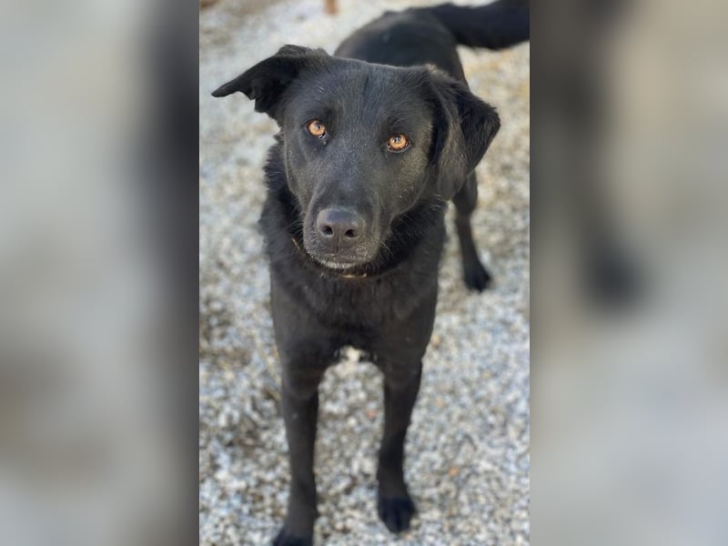 Dakar, geb. ca. 01/2019, lebt in GRIECHENLAND, im städt. Tierheim Serres