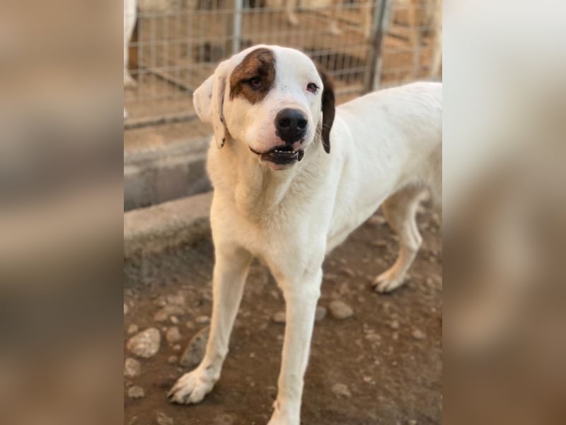 Mäx, geb. ca. 01/2024, lebt in GRIECHENLAND, im städt. Tierheim Serres