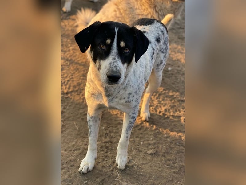 Benja, geb. ca. 05/2023, lebt in GRIECHENLAND, im städt. Tierheim Serres