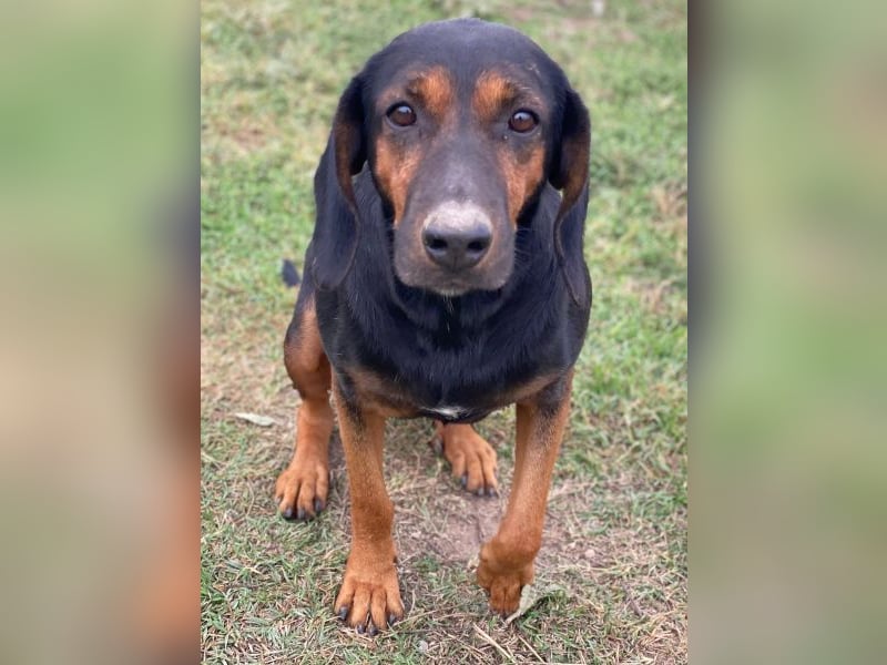 Priska, geb. ca. 08/2021, lebt in GRIECHENLAND, im städt. Tierheim Serres