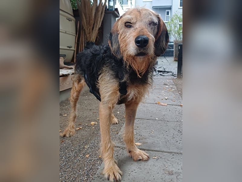 Yasko, geb. ca. 11/2022, lebt auf einer Pflegestelle in 44649 Herne