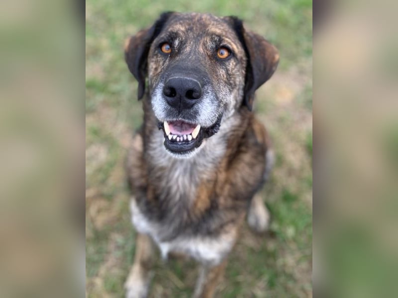 Theo, geb. ca. 04/2022, lebt in GRIECHENLAND, im städt. Tierheim Serres