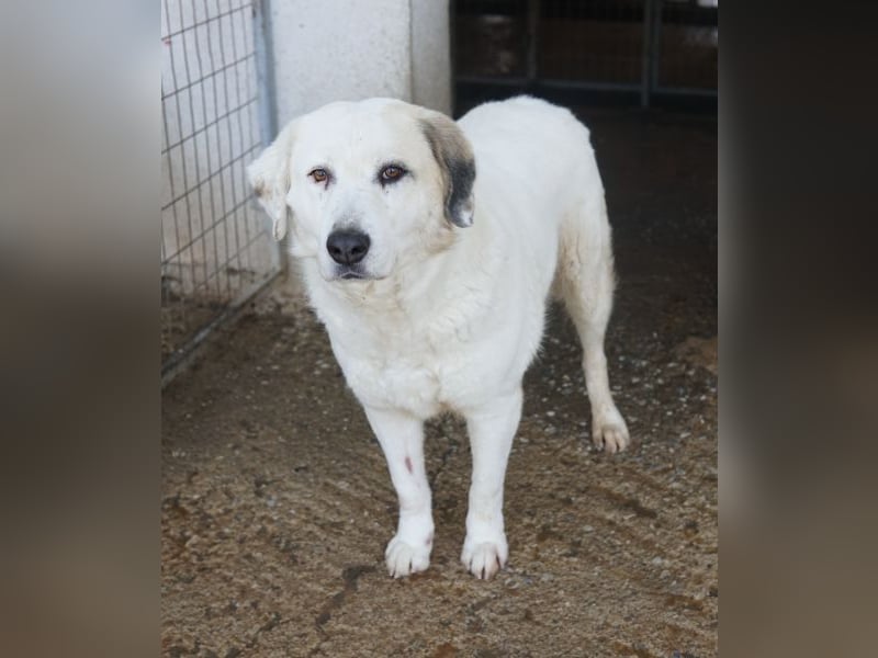 Bruna, geb. ca. 12/2020, lebt in GRIECHENLAND, im städt. Tierheim Serres