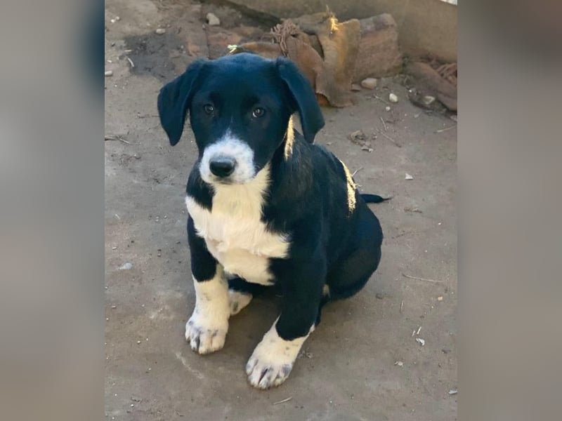 Pinot Noir, geb. ca. 08/2025, lebt in GRIECHENLAND, auf einer privaten Pflegestelle