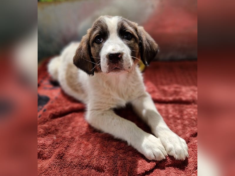 Willa, geb. ca. 01/2024, lebt in GRIECHENLAND, auf einer privaten Pflegestelle