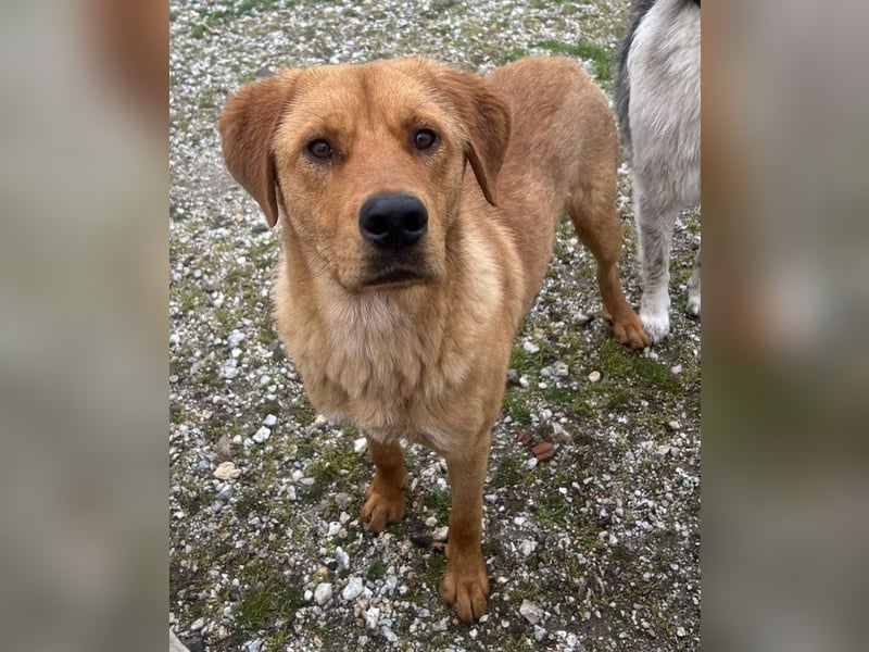 Valor, geb. ca. 05/2024, lebt in GRIECHENLAND, auf einem Gelände, wird notdürftig versorgt