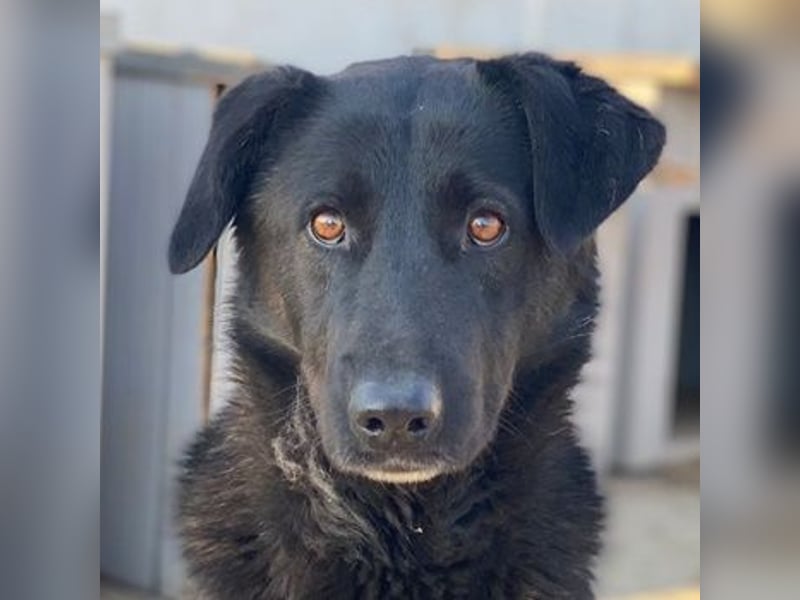 Gimpo, geb. ca. 03/2024, lebt in GRIECHENLAND, im städt. Tierheim Serres