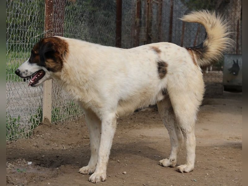 Pitt, geb. ca. 05/2021, lebt in GRIECHENLAND, im städt. Tierheim Serres