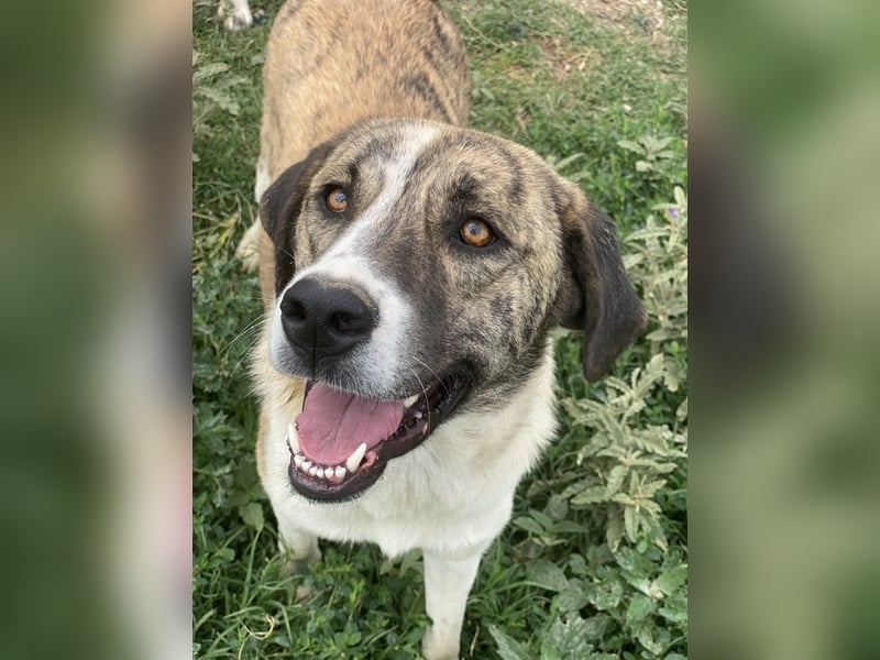 Indira, geb. ca. 01/2023, lebt in GRIECHENLAND, im städt. Tierheim Serres