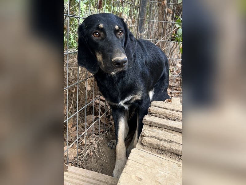 Blueberry, geb. ca. 06/2023, lebt in GRIECHENLAND, auf einer privaten Pflegestelle