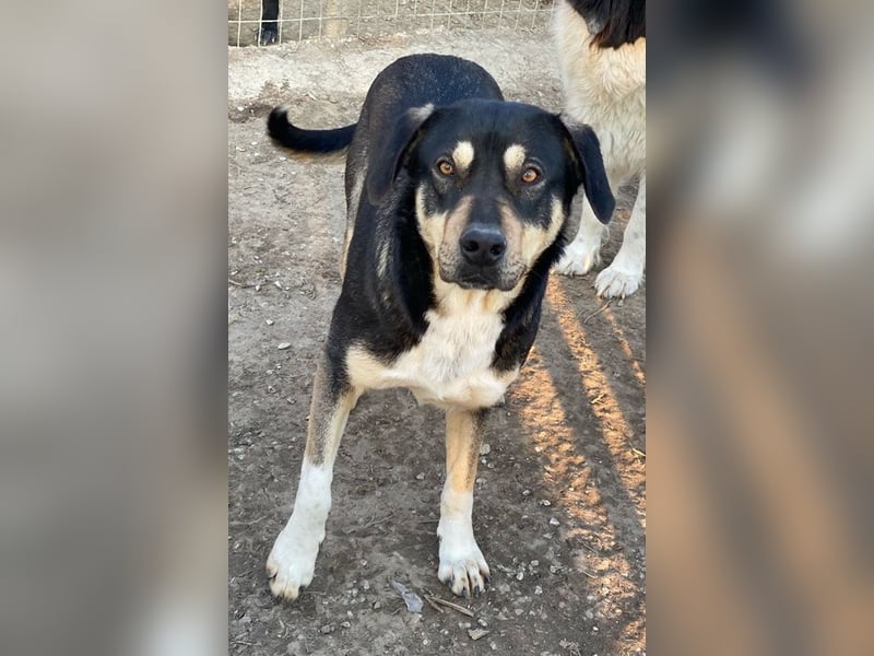 Bibi, geb. ca. 05/2023, lebt in GRIECHENLAND, im städt. Tierheim Serres