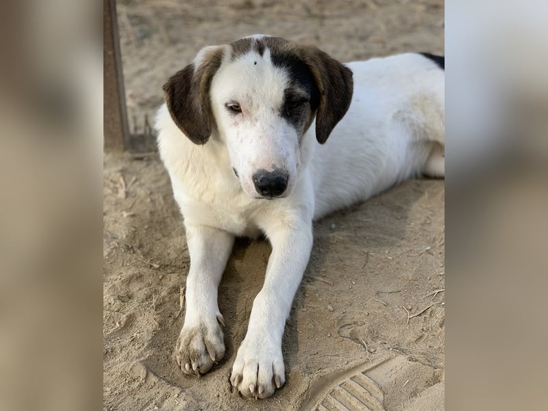 Colette, geb. ca. 02/2022, lebt in GRIECHENLAND, im städt. Tierheim Serres