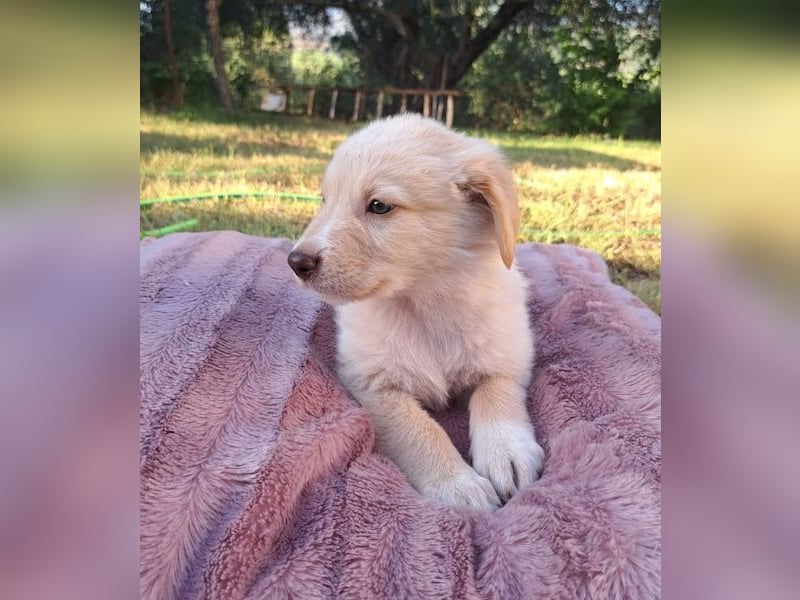  Fluffy-Boo, geb. ca. 04/2026, lebt auf einer Pflegestelle in 44651 Herne