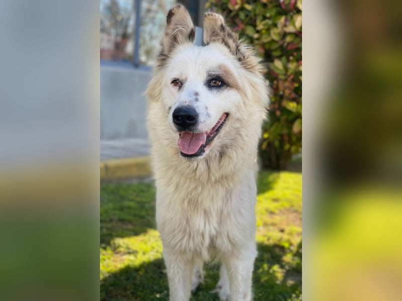 Hope, geb. ca. 03/2024, lebt in GRIECHENLAND, im städt. Tierheim Serres