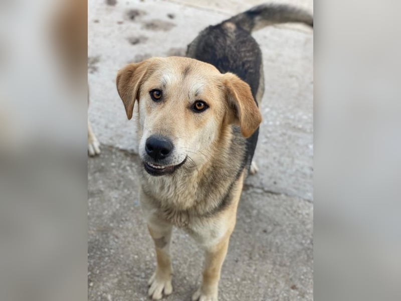 Ciri, geb. ca. 05/2024, lebt in GRIECHENLAND, im städt. Tierheim Serres