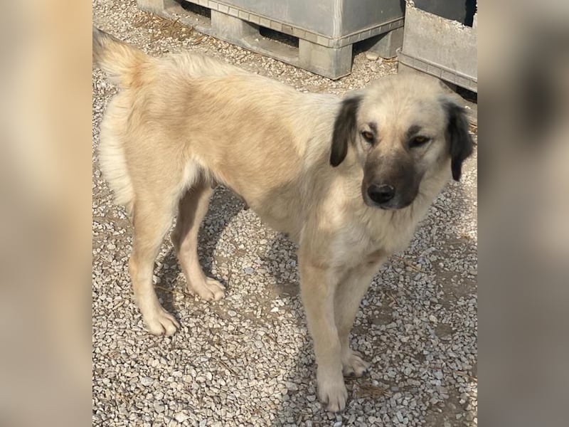 Frea, geb. ca. 02/2021, lebt in GRIECHENLAND, im städt. Tierheim Serres