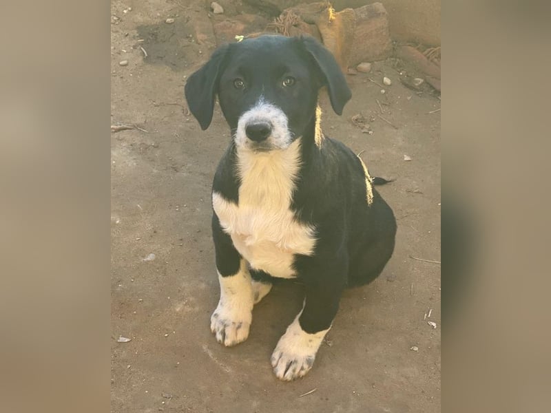 Pinot Noir, geb. ca. 08/2025, lebt in GRIECHENLAND, auf einer privaten Pflegestelle