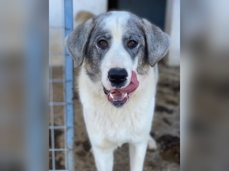 Ryat, geb. ca. 12/2023, lebt in GRIECHENLAND, im städt. Tierheim Serres