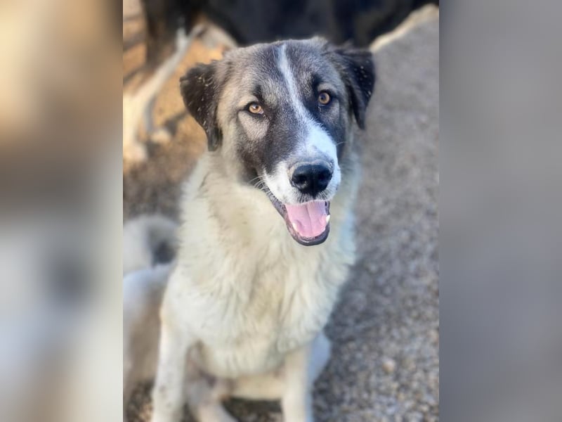 Joel, geb. ca. 01/2023, lebt in GRIECHENLAND, im städt. Tierheim Serres