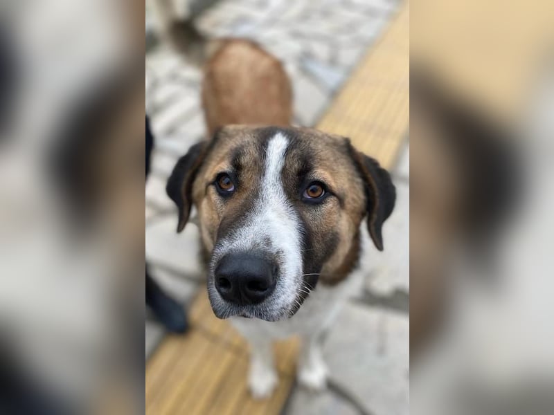 Anxton, geb. ca. 02/2022, lebt in GRIECHENLAND, im städt. Tierheim Serres