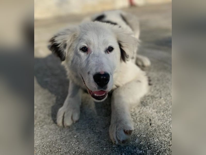 Canja, geb. ca. 08/2022, lebt in GRIECHENLAND, im städt. Tierheim Serres