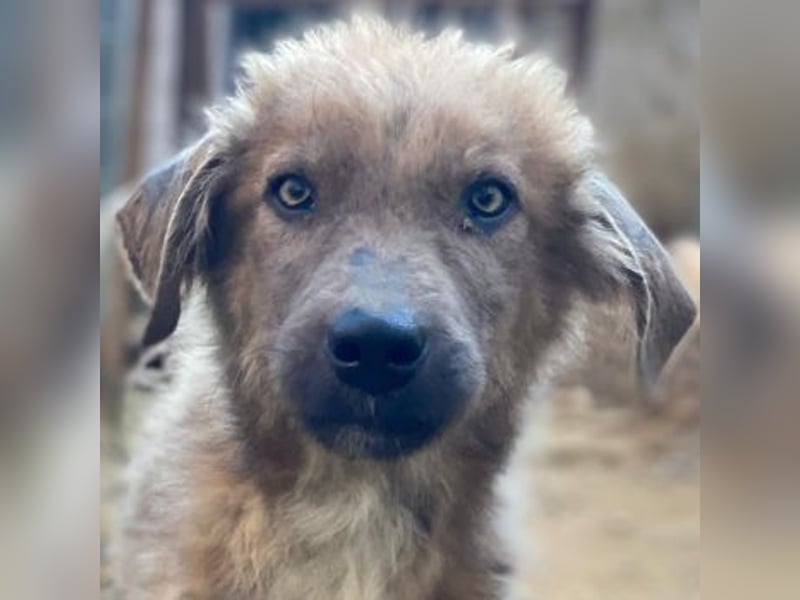 Franklyn, geb. ca. 06/2025, lebt in GRIECHENLAND, auf einer privaten Pflegestelle