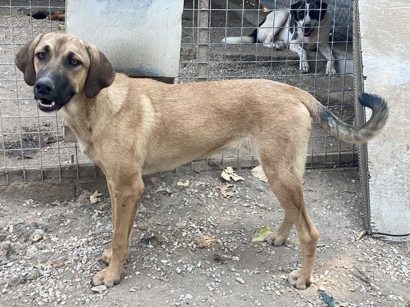 Katinka, geb. ca. 02/2025, lebt in GRIECHENLAND, im städt. Tierheim Serres