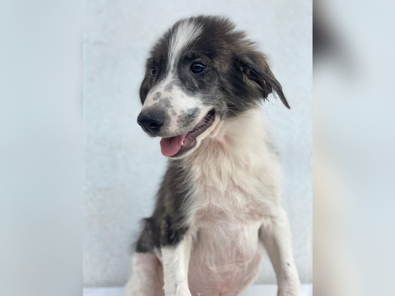 Yari, geb. ca. 05/2025, lebt in GRIECHENLAND, im städt. Tierheim Serres