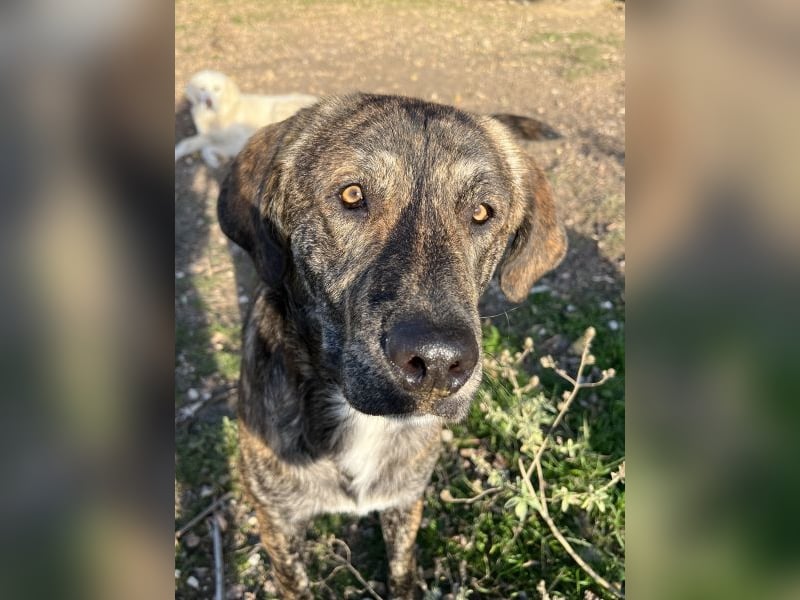 Petri, geb. ca. 04/2024, lebt in GRIECHENLAND, auf einem Gelände, wird notdürftig versorgt