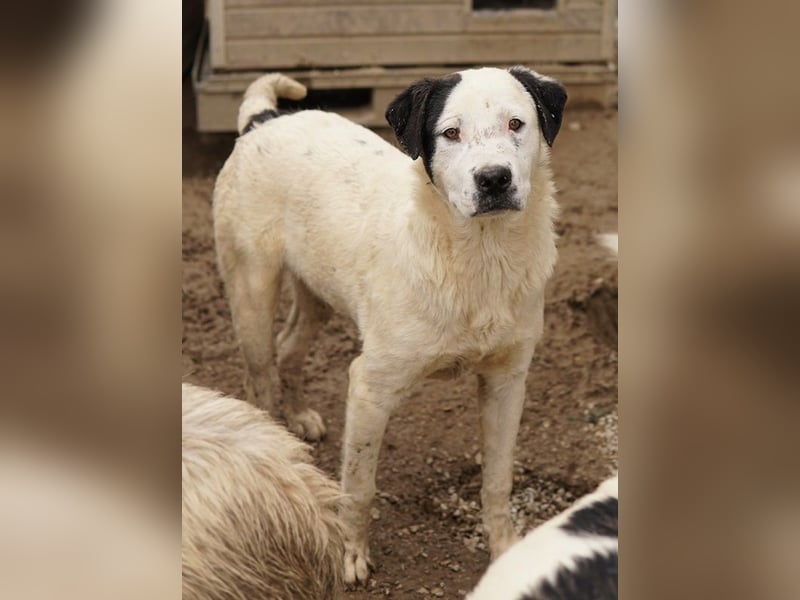 Ronny, geb. ca. 09/2022, lebt in GRIECHENLAND, im städt. Tierheim Serres