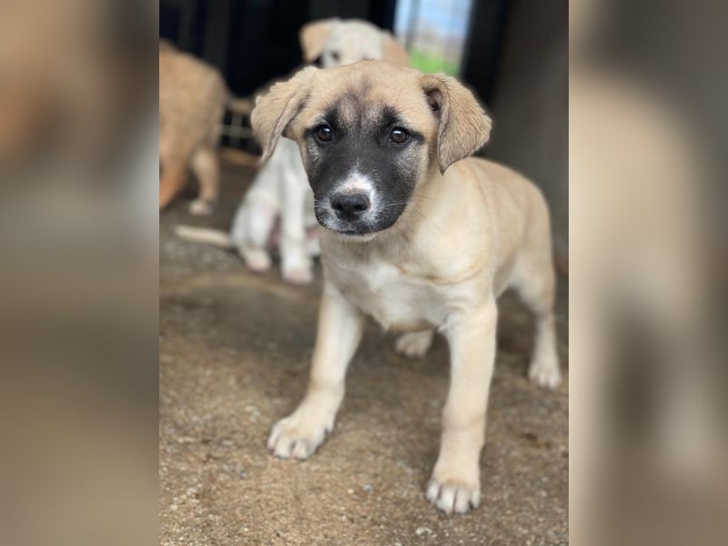 Mira, geb. ca. 12/2025, lebt in GRIECHENLAND, im städt. Tierheim Serres