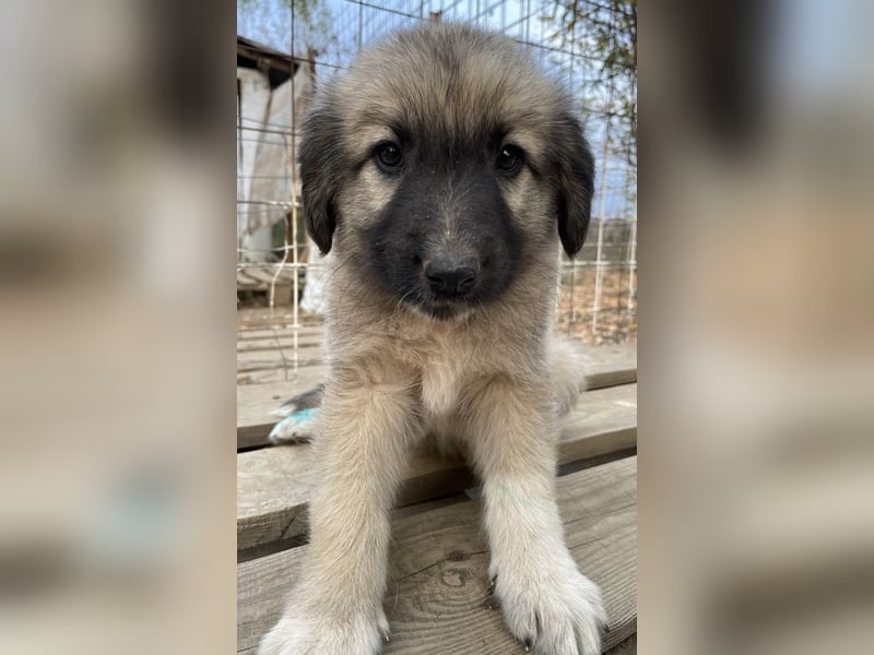 Venus, geb. ca. 08/2022, lebt in GRIECHENLAND, auf einer privaten Pflegestelle