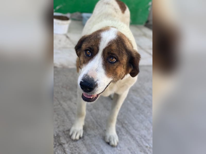 Lauri, geb. ca. 01/2023, lebt in GRIECHENLAND, im städt. Tierheim Serres