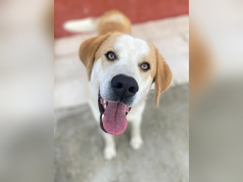 Nikki, geb. ca. 06/2022, lebt in GRIECHENLAND, im städt. Tierheim Serres