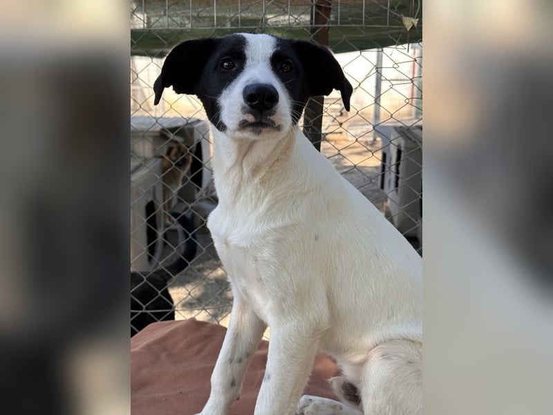 Capper, geb. ca. 06/2024, lebt in GRIECHENLAND, im städt. Tierheim Serres