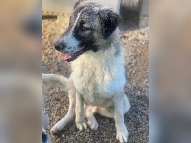 Joel, geb. ca. 01/2023, lebt in GRIECHENLAND, im städt. Tierheim Serres