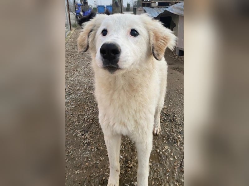 Skippy, geb. ca. 05/2022, lebt in GRIECHENLAND, im städt. Tierheim Serres
