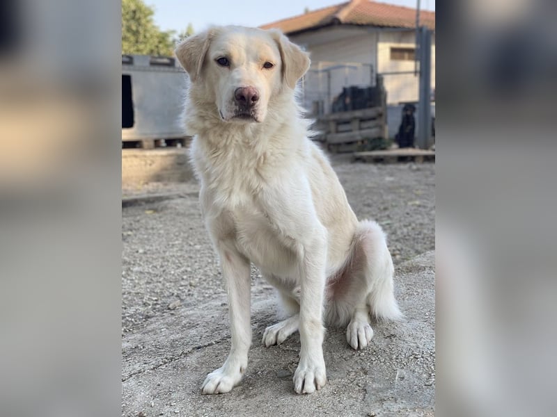 Miraz, geb. ca. 02/2023, lebt in GRIECHENLAND, im städt. Tierheim Serres