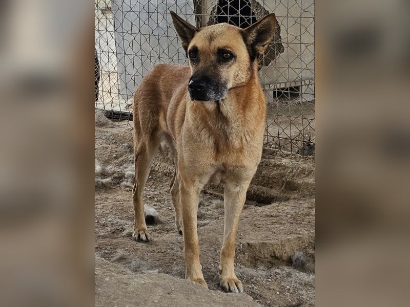 Diesel, geb. ca. 04/2022, lebt in GRIECHENLAND, im städt. Tierheim Serres