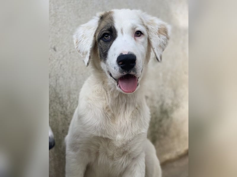 Arco, geb. ca. 02/2024, lebt in GRIECHENLAND, im städt. Tierheim Serres