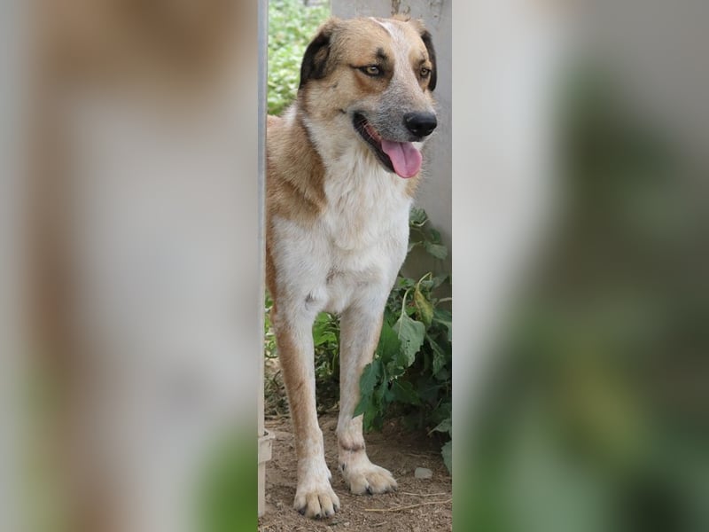 Nena, geb. ca. 10/2017, lebt in GRIECHENLAND, im städt. Tierheim Serres