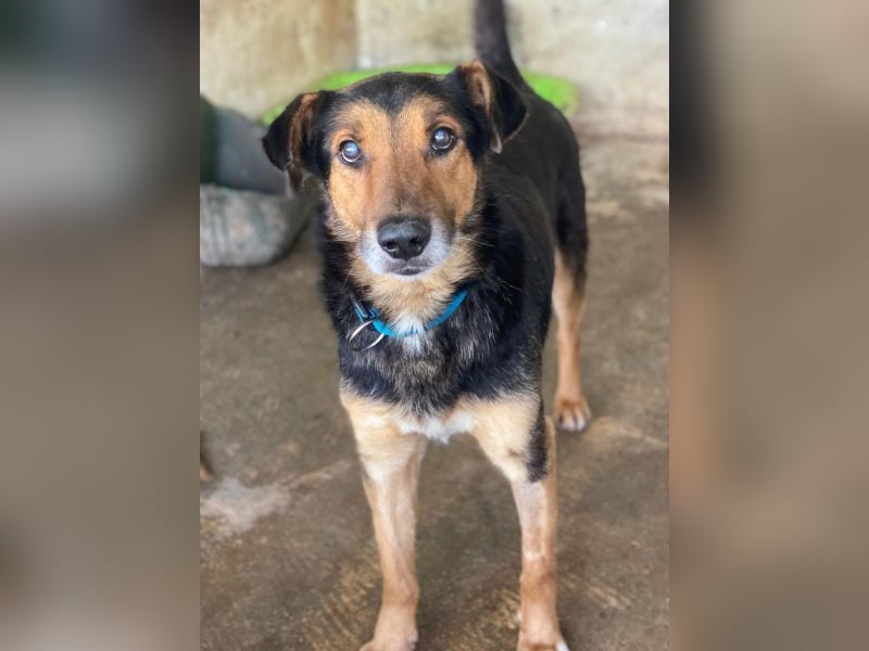 Tizian, geb. ca. 04/2022, lebt in GRIECHENLAND, auf einer privaten Pflegestelle