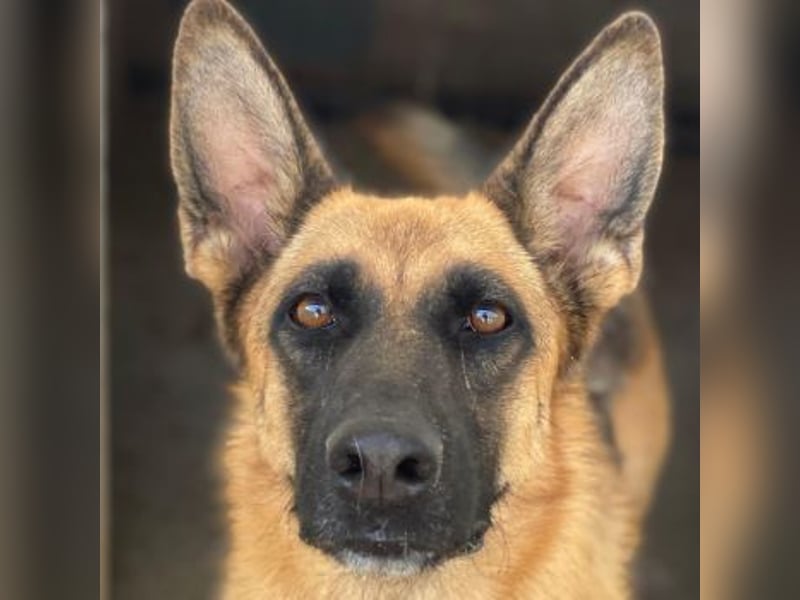 Wilma, geb. ca. 04/2021, lebt in GRIECHENLAND, im städt. Tierheim Serres