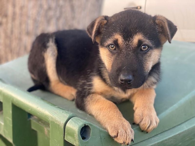 Heidi, geb. ca. 12/2025, lebt in GRIECHENLAND, auf einer privaten Pflegestelle