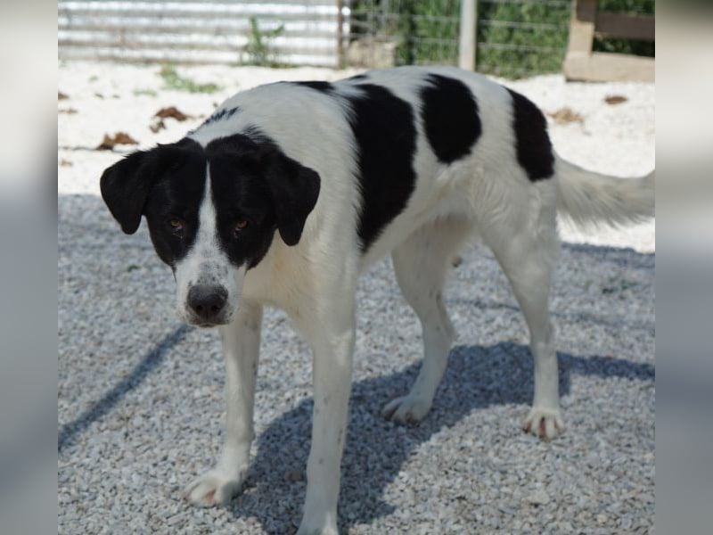 Zola, geb. ca. 01/2025, lebt in GRIECHENLAND, im städt. Tierheim Serres