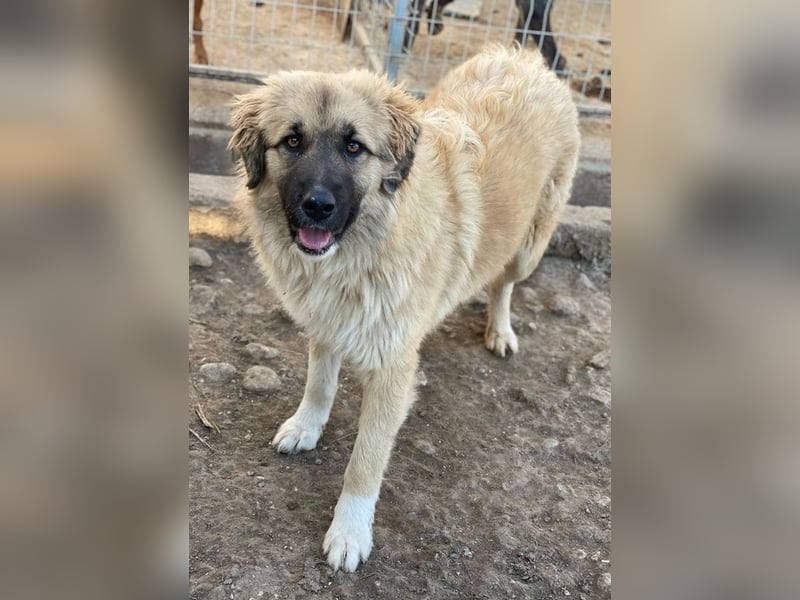Malou, geb. ca. 04/2024, lebt in GRIECHENLAND, im städt. Tierheim Serres