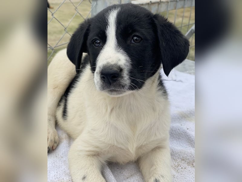 Fedra, geb. ca. 01/2024, lebt in GRIECHENLAND, im städt. Tierheim Serres